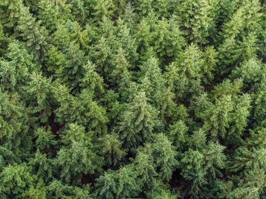 Canna Dispensary - Plant Based Medicinal Alternatives - 1g, 30, 15g